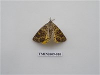 藏品(尺蛾124)的圖片